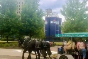 WNY Horse Drawn Pub Crawls