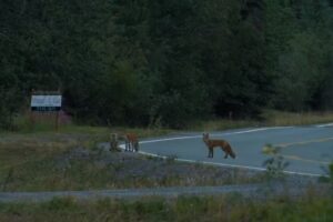 Wrangell-St. Elias Tours