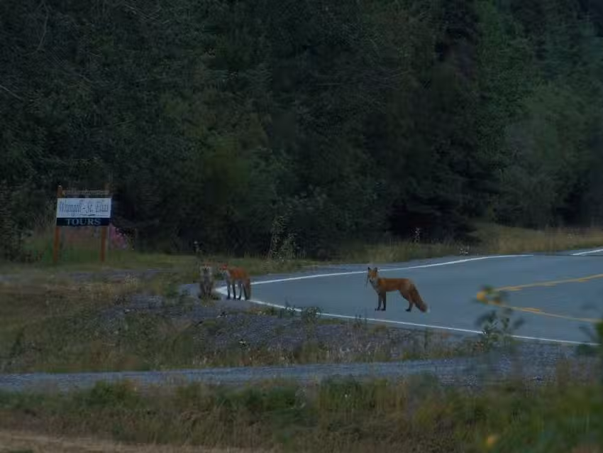 Wrangell-St. Elias Tours