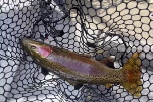 Wyoming Adventures, Bighorn Fly Fishing