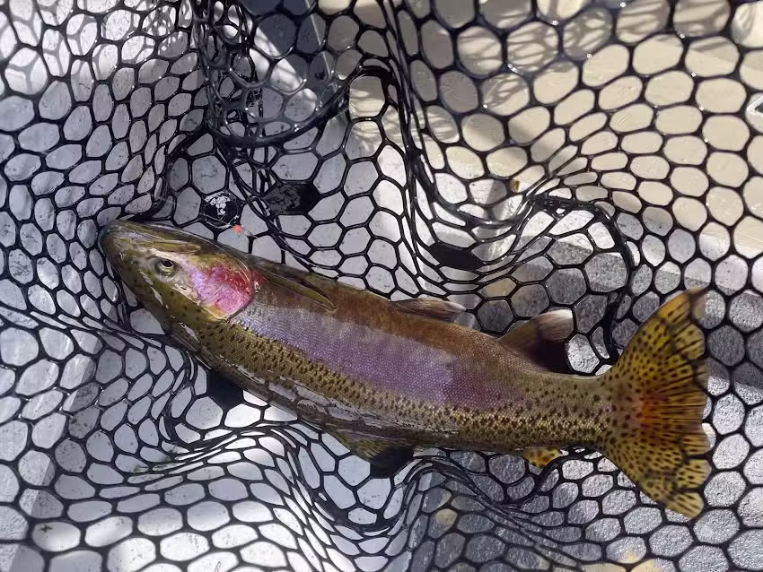 Wyoming Adventures, Bighorn Fly Fishing