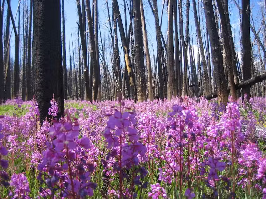 Wyoming Summer Pack Trips