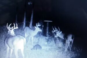 Ye Ole Hillbilly Lodge & Outfitter