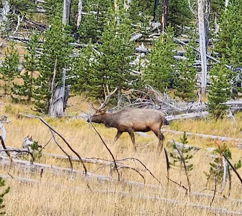Yellowstone Tour Guides