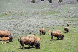 Yellowstone Touring Co.