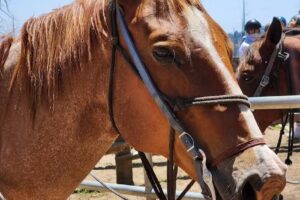 Yosemite Trails Horseback Adventures